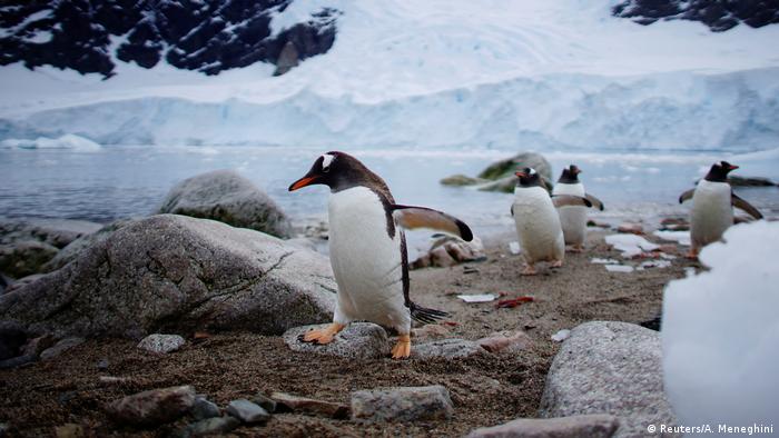 Antarktis: Seelöwen Pinguine die Schönheit des Eises (Reuters/A. Meneghini)