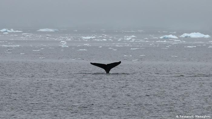 Antarktis: Seelöwen Pinguine die Schönheit des Eises (Reuters/A. Meneghini)