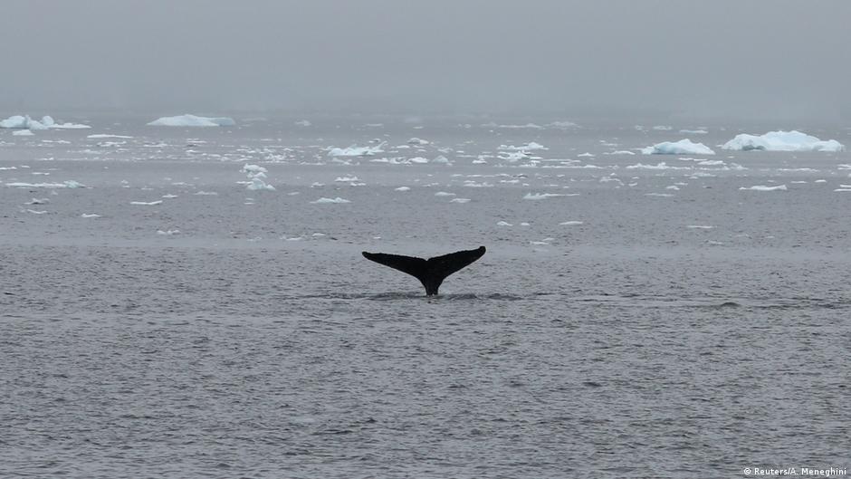 New Antarctic Ocean Sanctuary Delayed As Three States Vote Against News Dw 02 11 2018