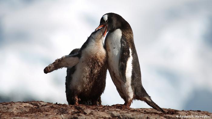 Antarktis: Seelöwen, Pinguine und die Schönheit des Eises (Reuters/A. Meneghini)