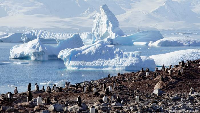 Antarctica: Sea Lions Penguins Snow Beauty (Reuters / A. Menegini)