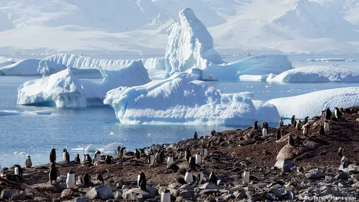 Antarktis: Seelöwen Pinguine die Schönheit des Eises (Reuters/A. Meneghini)