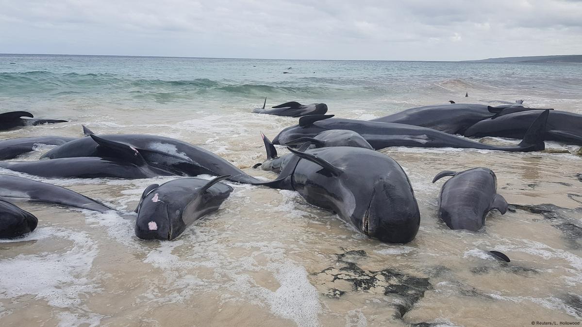 Hundreds of whales beached on New Zealand islands - ABC News