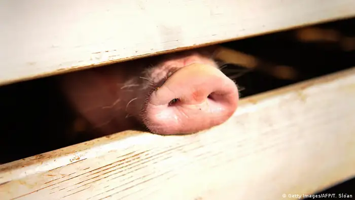 Schweine-Rüssel (Getty Images/AFP/T. Sloan)