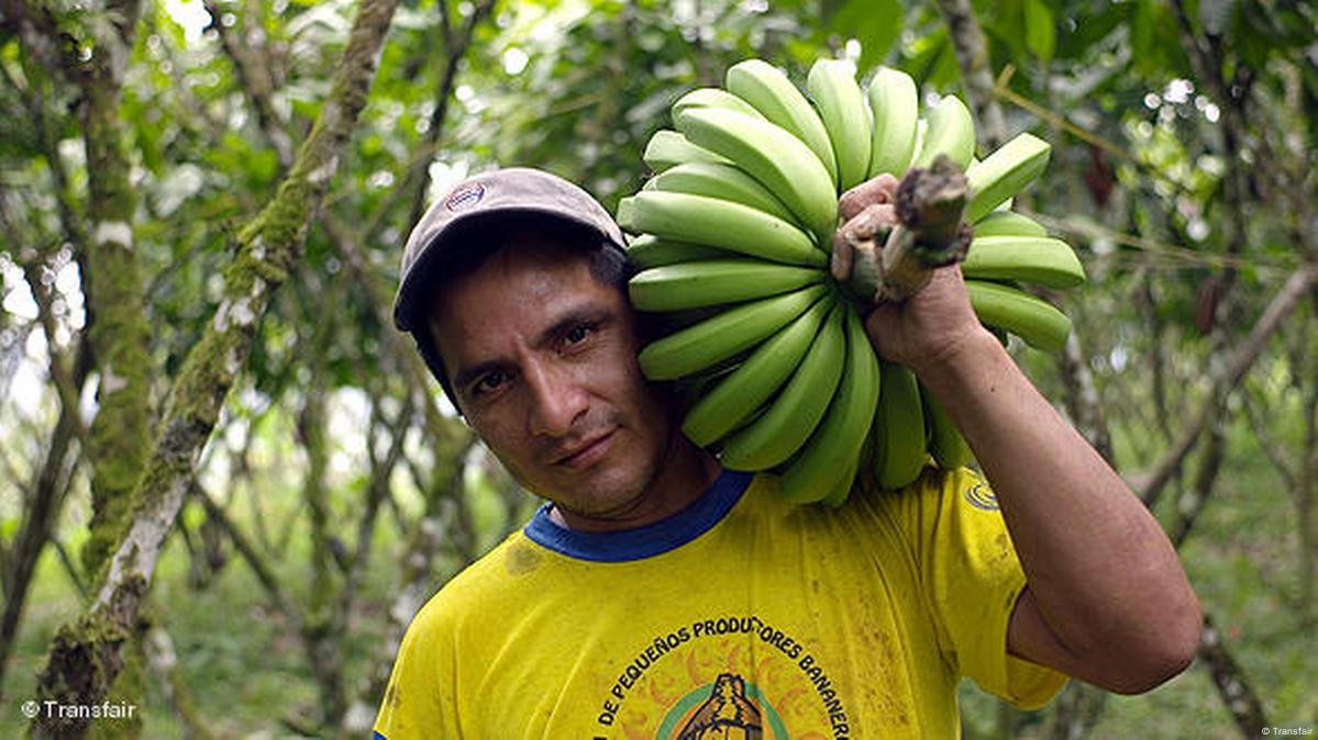 Homem carrega cacho de banana.