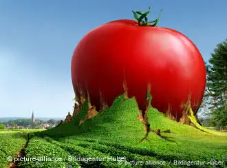 转基因培育出的硕大西红柿谁敢吃？