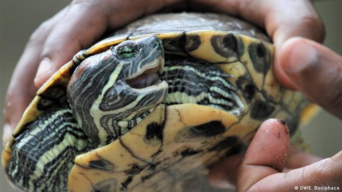 Tansania turtle