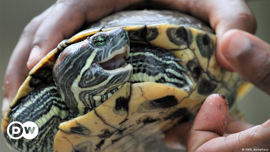Malaysian Officials Find 5 255 Turtles Packed In Suitcases News Dw 26 06 2019