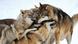 Europäischer Wolf Europäischer Wolf