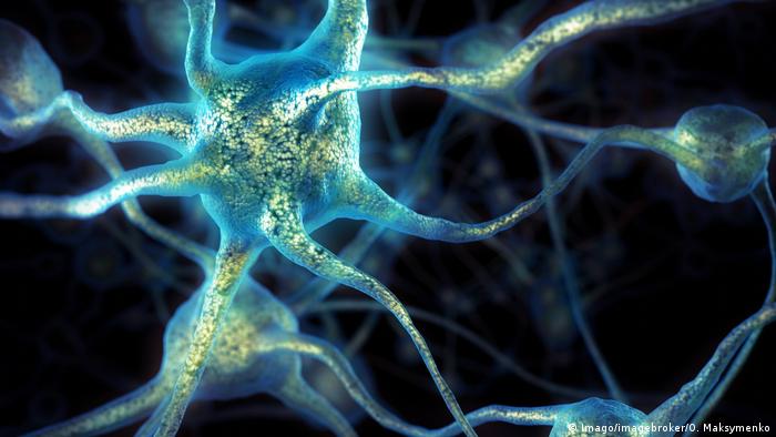La pérdida lenta y progresiva de neuronas liberadoras de dopamina en el modelo permitió a los investigadores ver lo que puede estar sucediendo en el cerebro mucho antes de que la movilidad se vuelva difícil.