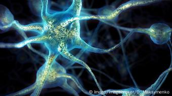 3D Darstellung von Gehirnzellen - Nervenzellen 