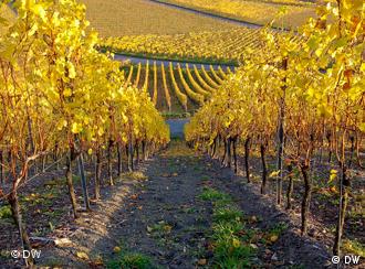 Vineyard in Franconia