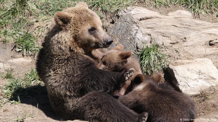 Brown Bears Expected To Return To Germany News Dw 02 06 2018