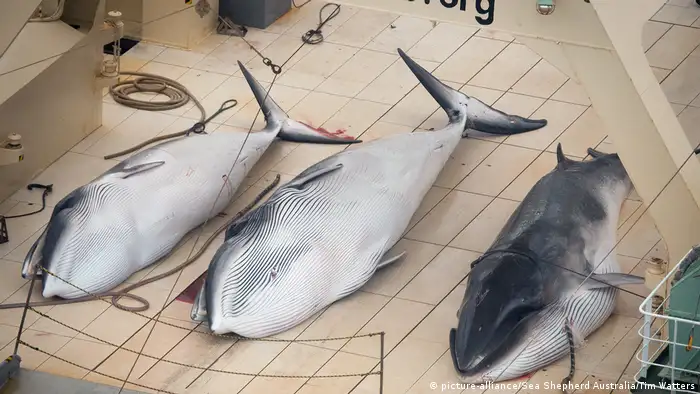 Japanischer Walfang