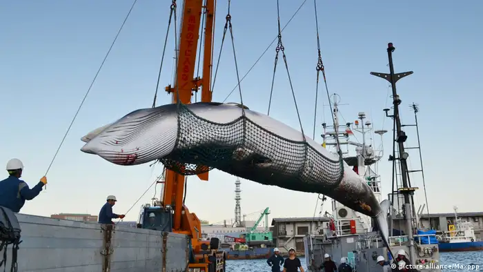 Japan Walfang Minkwal wird verladen (picture-alliance/Maxppp)