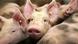 Deutschland Symbolbild Schweine Deutschland Symbolbild Schweine