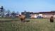 Two circus camels stand in a meadow opposite a McDonald's restaurant Two circus camels stand in a meadow opposite a McDonald's restaurant