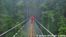 Gefährliche Brücken Hängbrücke im Monteverde Cloud Forest Preserve in Costa Rica (picture-alliance/F. Lanting)