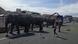 Elephant truck crash in Spain Elephant truck crash in Spain