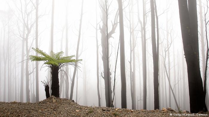 A new tree growth sprouts out of the ground after a forest fire in 2009 in Victoria, Australia