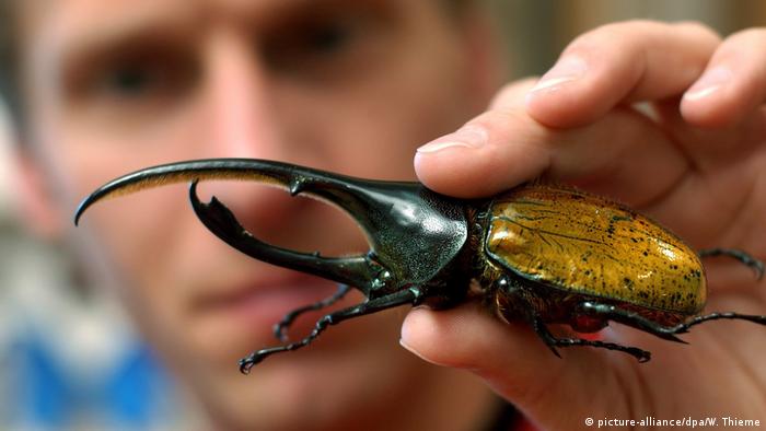 A man holding a hercules beetle