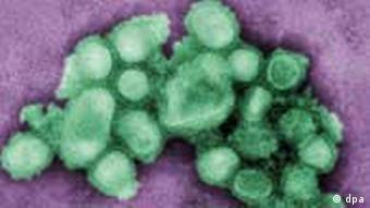 A microscopic view of the A(H1N1) virus