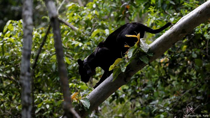 El Amazonas se desborda una vez al año, inundando grandes áreas de selva tropical.