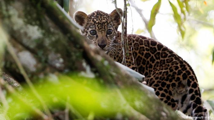 A jaguar cub in Brazil stands on top of a tree (Reuters/B. Kelly)