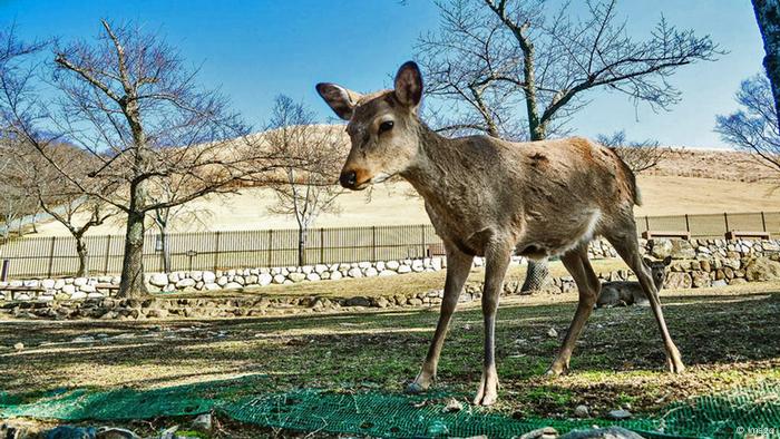 japanese deer
