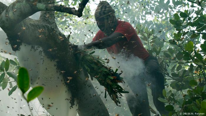 Bienen fliegen um einen Baum herum
