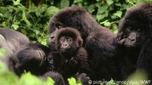 30.11.1999 ARCHIV - HANDOUT - Eine Berggorilla-Familie, aufgenommen im Virunga Nationalpark im Kongo (undatiertes Archivbild des WWF). ACHTUNG: Verwendung nur zu redaktionellen Zwecken im Zusammenhang mit der Berichterstattung bei Nennung der Quelle: Foto: WWF/dpa (zu dpa Zwischen Artenschutz und Tourismus - Berggorillas weiter gefährdet vom 29.10.2016) +++(c) dpa - Bildfunk+++ |