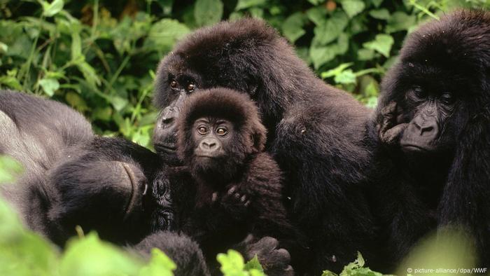 Una familia de gorilas de montaña salvajes.
