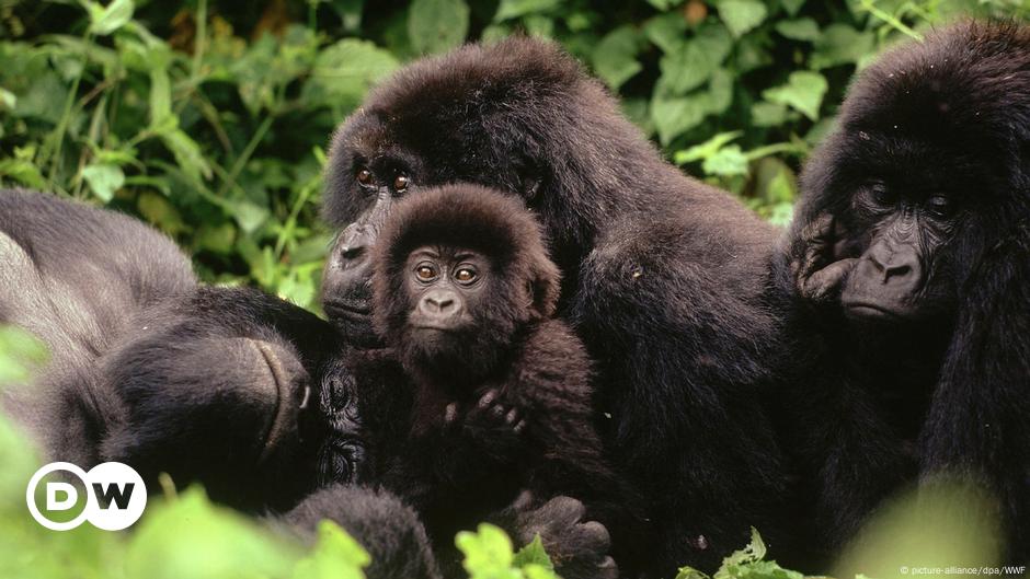 The last of its kind – in the kingdom of mountain gorillas |  Highlights |  Dr..