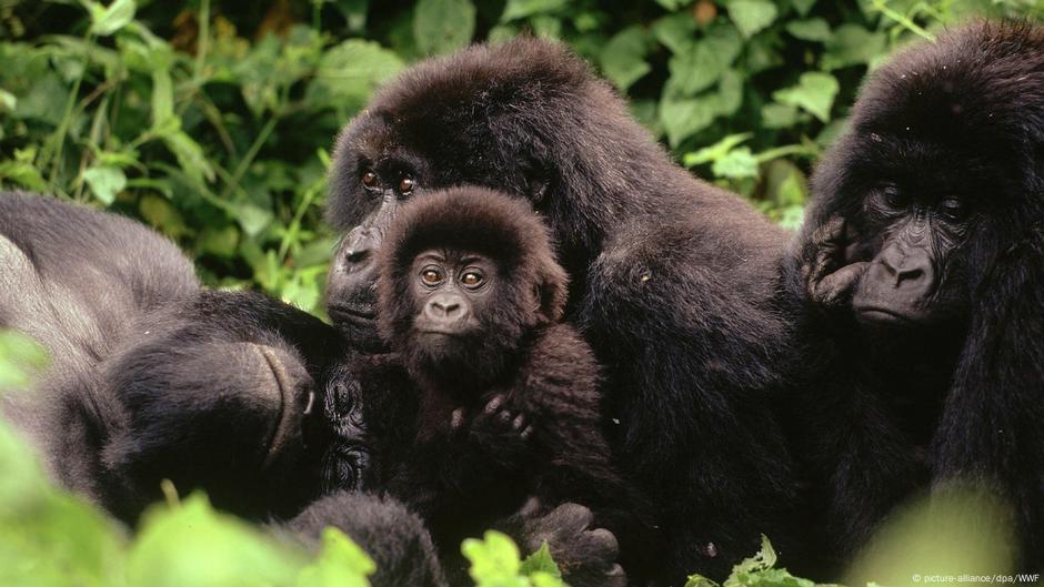 The last of its kind – in the kingdom of mountain gorillas |  Highlights |  Dr..