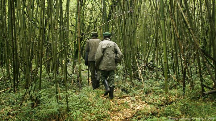 Park rangers make their way through Virunga National Park in Congo (picture-alliance/AP Photo/J. Delay)