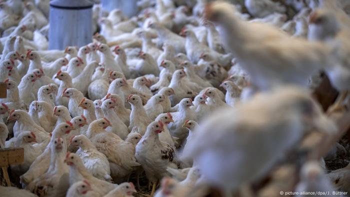 organic poultry farm organic poultry farm