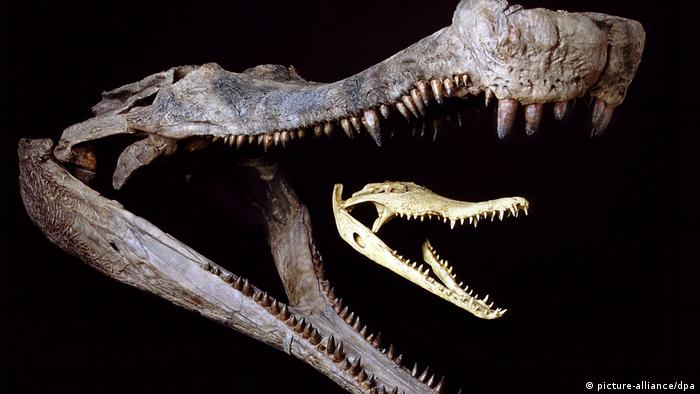 Los dinosaurios carnívoros se repartían las presas | Europa al día | DW |  