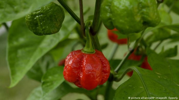 A red chili (picture-alliance/AP Images/D. Epperly)