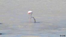 Fokus Europa Spanien Flamingos
© DW
