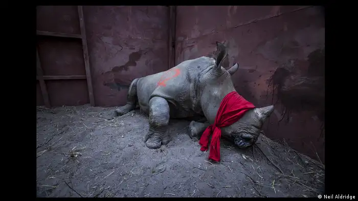 Ein Rhinozeros mit einem roten Schal ums Maul liegend in einer dunklen Ecke. (Neil Aldridge)