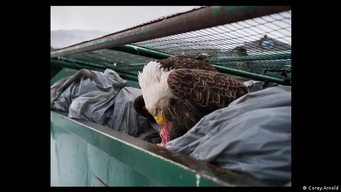 Ein Adler holt Futterreste aus einer Mülltonne. (Corey Arnold)