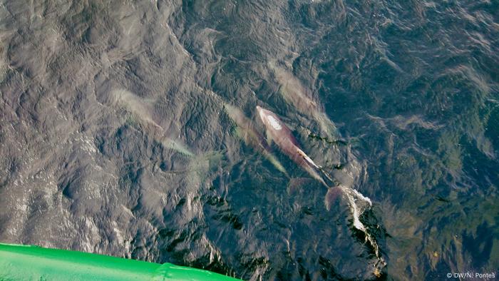 Delfines pintados del Atlántico (Stnella frontalis)