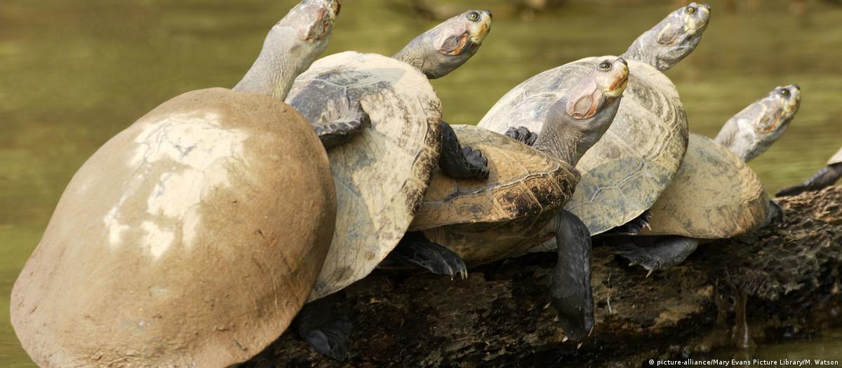 Rus porno jurnali Tugilgan ayol bilan porno