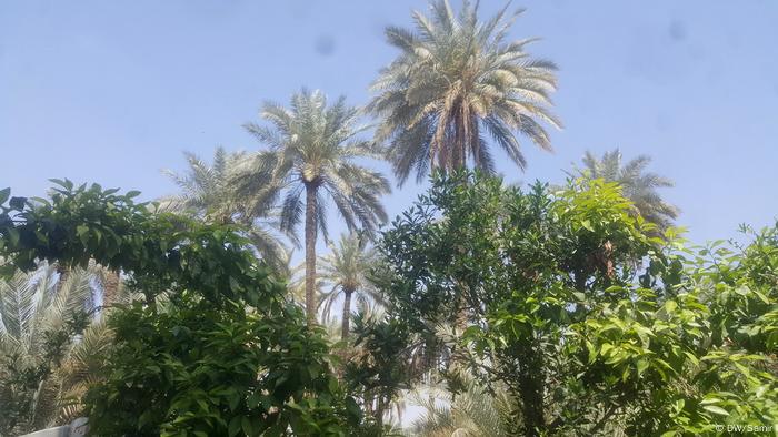 Palmen Katastrophe im Irak (DW/Samir)