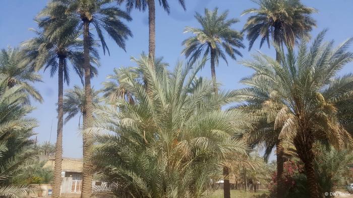 Palmen Katastrophe im Irak (DW/Samir)