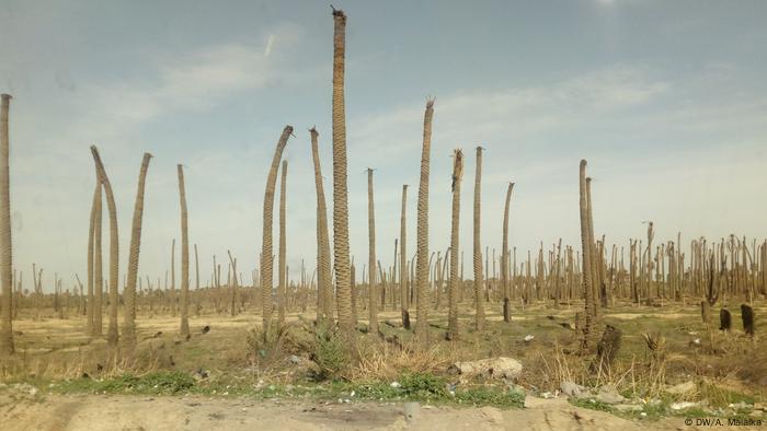 Palmen Katastrophe in Irak (DW/A. Malaika)