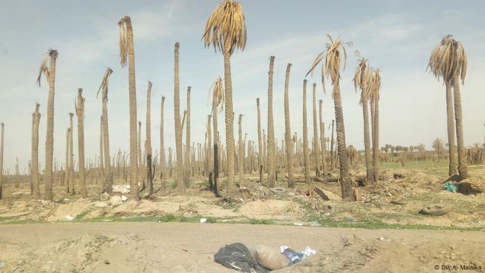 Palmen Katastrophe in Irak