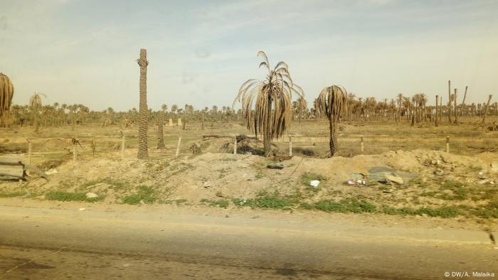 Palmen Katastrophe in Irak (DW/A. Malaika)