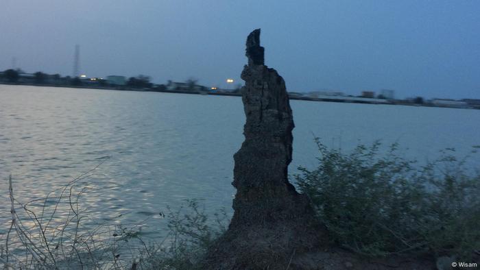 Palmen Katastrophe in Irak
(Wisam)