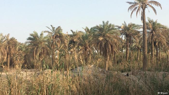 Palmen Katastrophe in Irak
(Wisam)